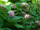 DSCN9985