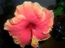 Hibiscus June's Dragon