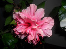 Hibiscus Zaragoza ( ? )