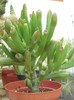 CRASSULA  PORTULACEA