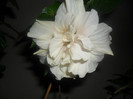 Hibiscus Clasic White
