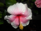 Hibiscus bali