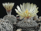 Astrophytum asterias superkabuto