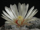 Astrophytum asterias superkabuto