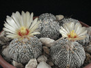 Astrophytum asterias superkabuto