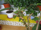 DIN IUNIE