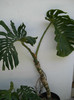 filodendron monstera