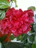 4 august 2012-flori 045