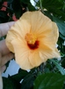 4 august 2012-flori 048