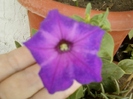 4 august 2012-flori 019