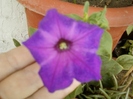 4 august 2012-flori 020