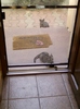 4 august 2012-flori 028