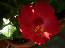 P1160612