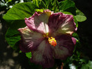 P1160630