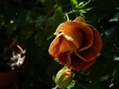 P1160636