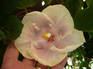 P1160661
