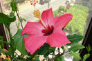 hibiscus Versicolor