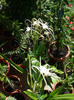 DSCF2567