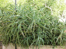 Aloe arborescens