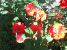 DSCN1786