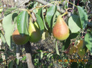 DSCN1808