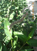DSCN1788