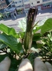 5 august 2012-flori 057