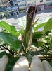 datura mov