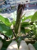 5 august 2012-flori 059