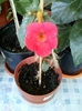 5 august 2012-flori 007