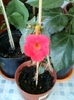 5 august 2012-flori 009