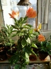 5 august 2012-flori 003