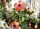 5 august 2012-flori 012