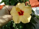 5 august 2012-flori 014