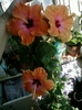 5 august 2012-flori 022