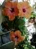 5 august 2012-flori 024