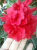 5 august 2012-flori 056