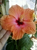 hibi holliday yellow