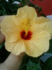 5 august 2012-flori 055