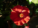 P1160678