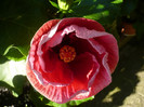 P1160679