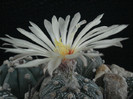 Astrophytum asterias