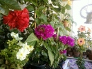 5 august 2012-flori 071