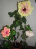 Hibiscus grup