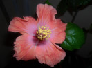 Hibiscus Safran
