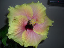 Hibiscus Tahitian Quinn