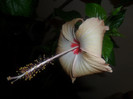 Hibiscus Fort  de Frannce