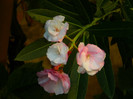 DSCN0115