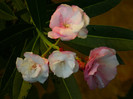 DSCN0116
