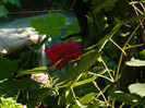 DSCN0135